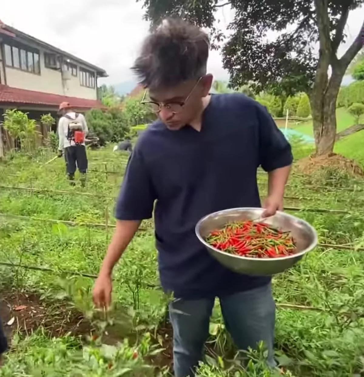 Panen Cabai yang Segar, Ruben Onsu Kini Jajal Berkebun