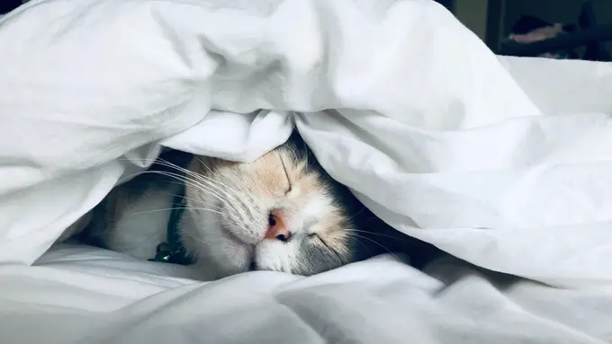 Ilustrasi kucing tidur