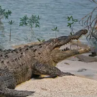 Ilustrasi Buaya/https://unsplash.com/Kenneth Berrios Alvarez