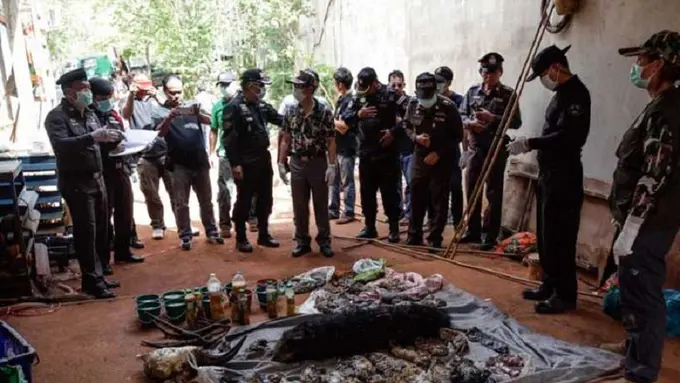 Jual Organ Harimau, Biksu Ditangkap