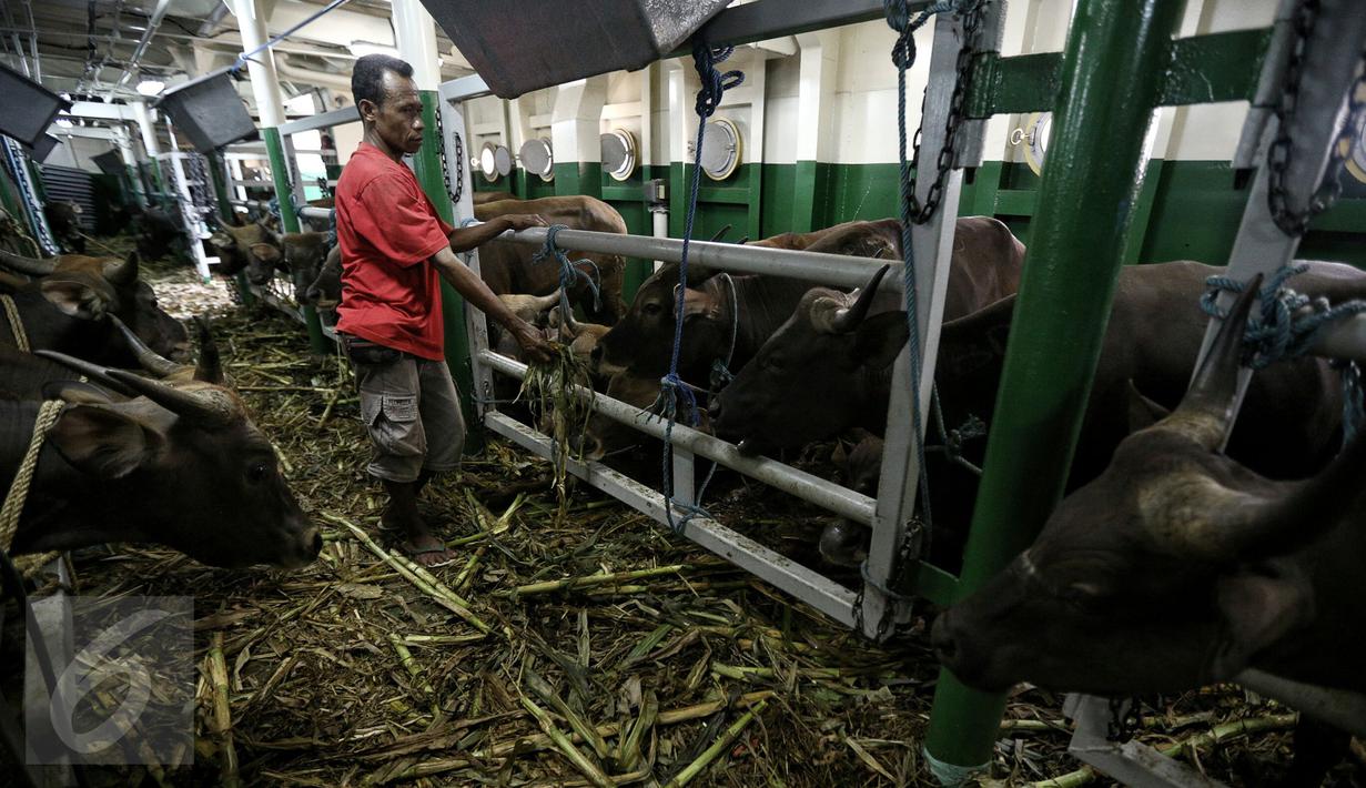 Petugas memeriksa kondisi sapi yang baru saja tiba di Pelabuhan Tanjung Priok, Jakarta, Selasa (9/2). 500 ekor sapi yang didatangkan oleh Kementan RI tersebut terdiri dari 300 ekor sapi Bali dan 200 ekor sapi Sumba Ongole. (Liputan6.com/Faizal Fanani)