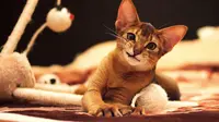 Ras Kucing Abyssinian/Shutterstock.
