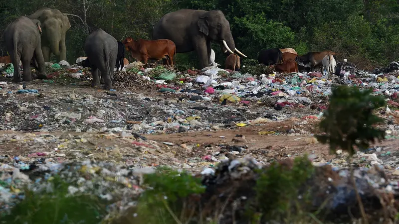 Gajah di Sri Lanka Berhabitat di Tempat Pembuangan Sampah