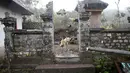 Seekor anjing berkeliaran di sekitar rumah di Desa Sebudi, Karangasem, Bali, Senin (4/12). Warga yang tinggal di KRB Gunung Agung telah mengungsi di tempat aman, hanya anjing-anjing yang terlihat menjaga rumah pemiliknya. (Liputan6.com/Immanuel Antonius)