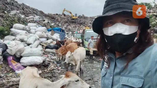 Sapi mencari makan di TPA Antang (Liputan6.com/Ahmad Yusran)