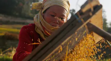 Seorang petani Nepal memisahkan biji-bijian setelah panen padi di Chaukot, pinggiran Kathmandu, Nepal (30/10). Pertanian adalah sumber utama makanan, pendapatan, dan pekerjaan bagi mayoritas orang di negara Himalaya ini. (AP Photo/Niranjan Shrestha)