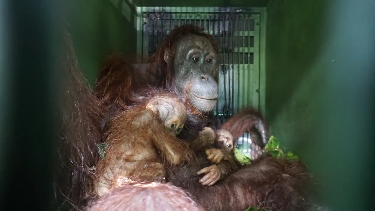 Bayi Kembar Orangutan