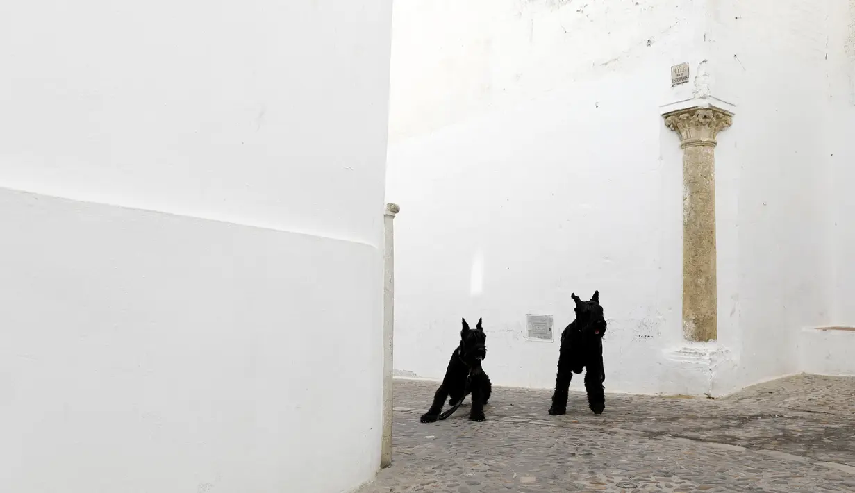Dua ekor anjing terlihat di antara bangunan serba putih di sebuah gang di Pueblos Blancos, Spanyol Selatan, 16 September 2016. Pueblos Blancos atau Desa Putih adalah salah satu daya tarik wisata yang unik di Andalusia. (REUTERS/Marcelo del Pozo)