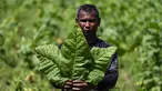 Seorang petani menunjukkan daun tembakau di perkebunan tembakau di Kuta Cot Glie, provinsi Aceh (6/1/2022). Kementerian Keuangan menaikkan tarif CHT terhitung 1 Januari 2022 rata-rata 12 persen dengan dasar pertimbangan untuk pengendalian konsumsi rokok masyarakat. (AFP/Chaideer Mahyuddin)