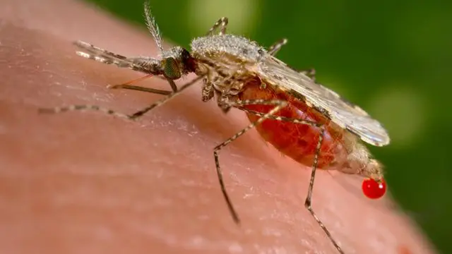 Sambiloto Efektif Cegah Malaria
