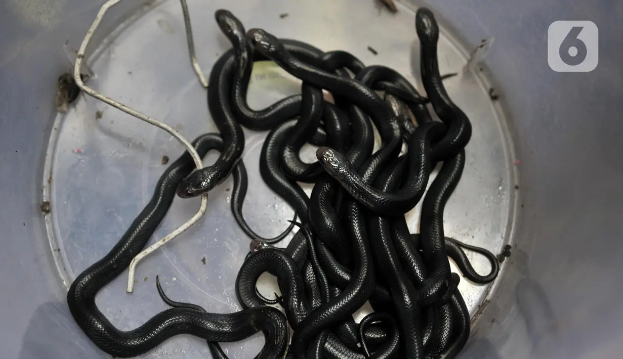 Belasan anak kobra diamankan di toples  di Kampung Baru, Kelurahan Cakung Barat, Cakung, Jakarta Timur, Kamis (12/11/2019). Penemuan sarang kobra tersebut kemudian dilaporkan petugas pemadam kebakaran hingga dilakukan pencarian dengan temuan belasan ekor anak kobra. (merdeka.com/Iqbal S. Nugroho)
