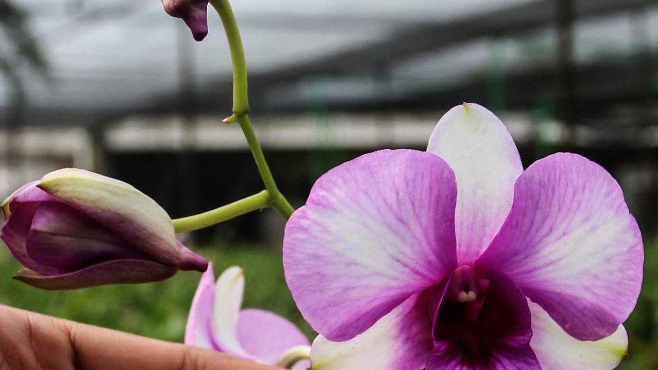 Melihat Budidaya Anggrek Dendrobium di Bogor