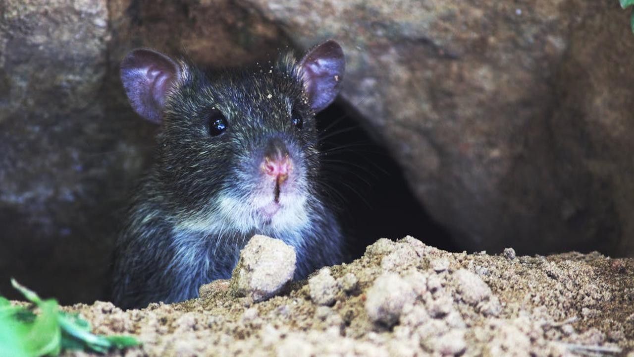 Ini Cara Ampuh Mencegah Tikus atau Curut Masuk ke Rumah, Lingkungan jadi Lebih Bersih dan Barang Lebih Awet