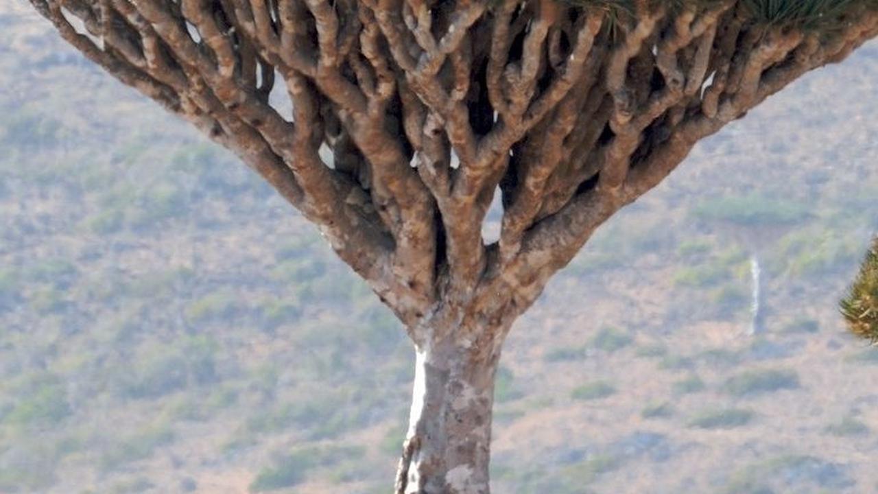 Socotra, Pulau Tempat Dajjal Dirantai Tuhan?