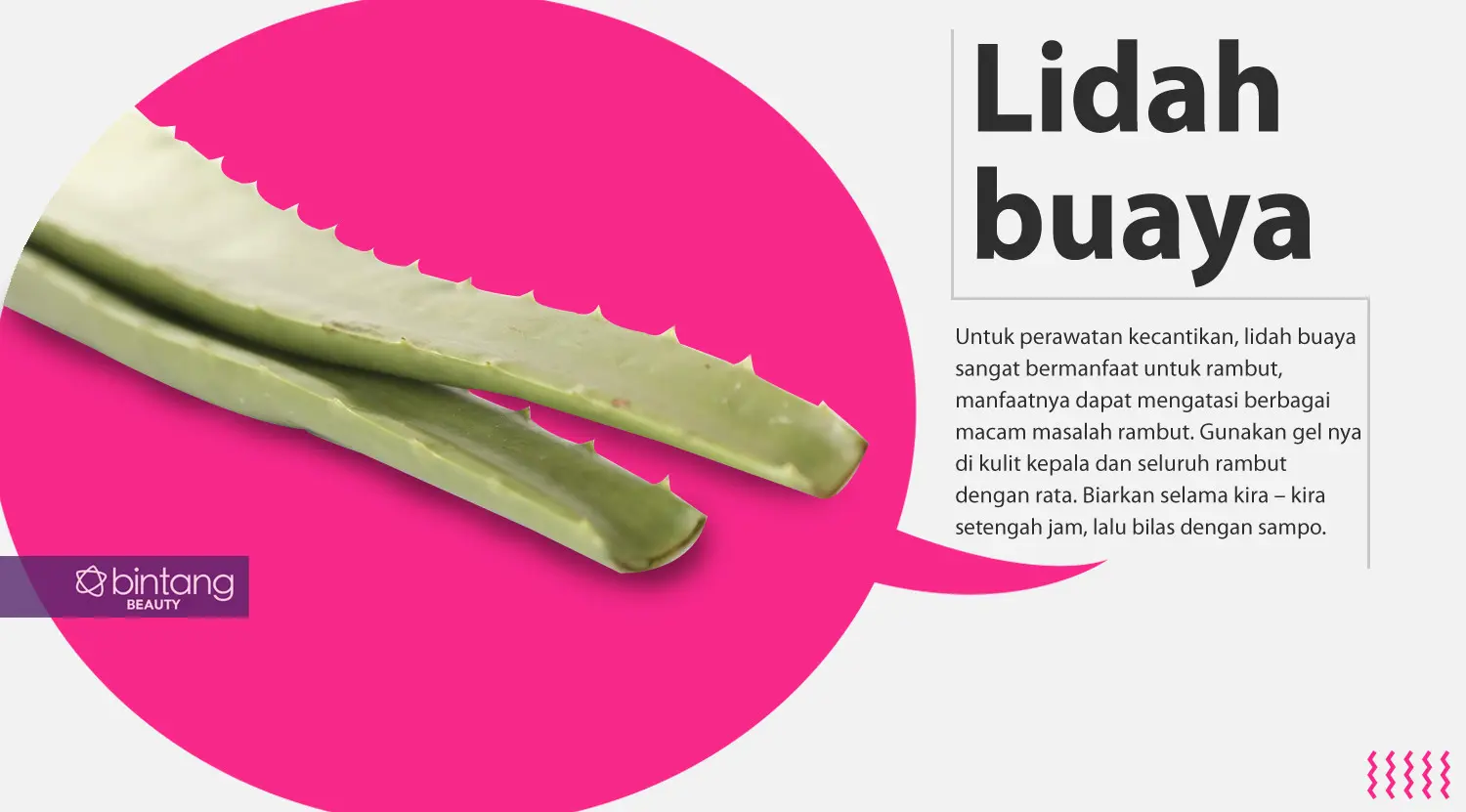 Lidah buaya. (Foto: Daniel Kampua/Bintang.com, Digital Imaging: Nurman Abdul Hakim/Bintang.com).