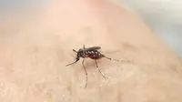 Nyamuk Aedes aegypti terlihat di tangan manusia (REUTERS/Jaime Saldarriaga)