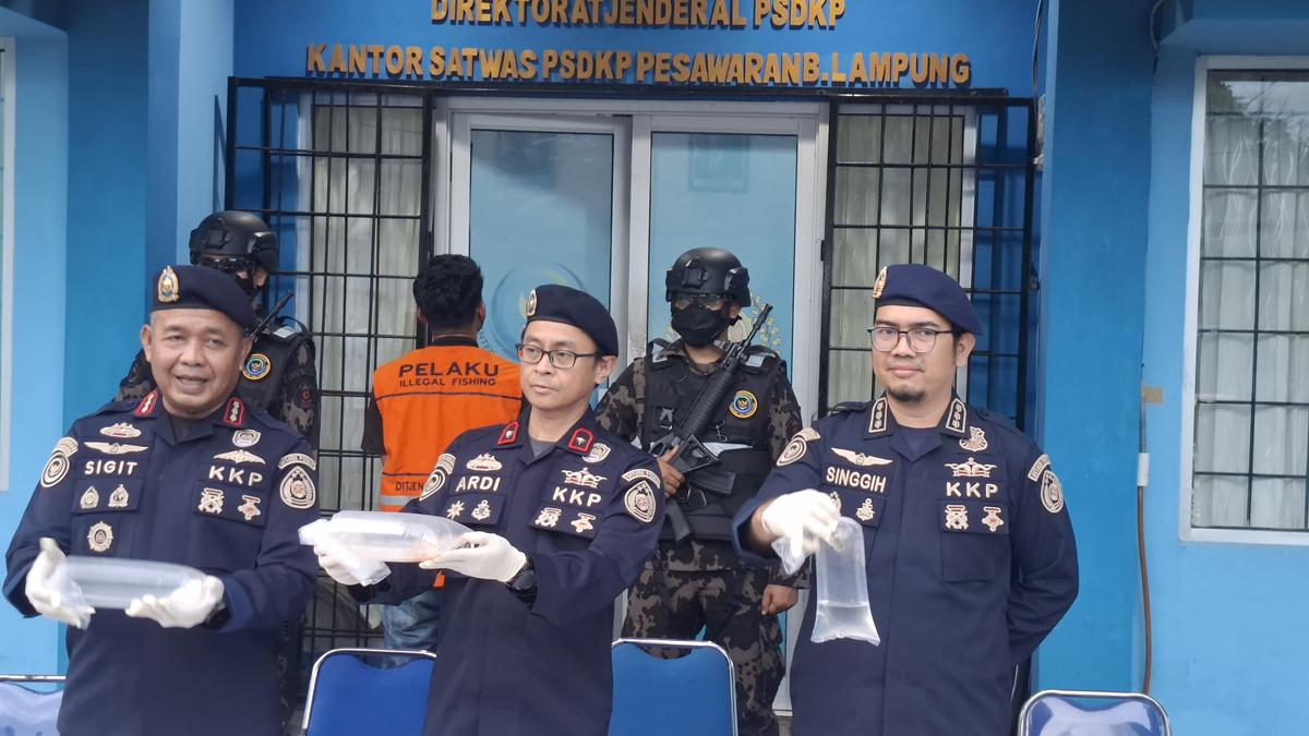 KKP Sita 31 Ribu Benih Lobster Ilegal di Lampung, Nilainya Capai Miliaran