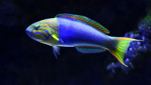 30 Hewan yang Memiliki Corak Warna yang dengan Pelangi, Menawan dan Unik