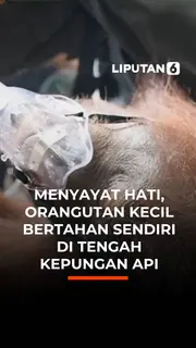 Menyayat Hati, Orangutan Kecil Bertahan Sendiri di Tengah Kepungan Api