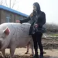Seekor babi berbobot 750 kg
