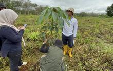 Indonesia dan Norwegia Tinjau Progres Rehabilitasi Hutan FOLU Net Sink 2030 di Kalimantan Selatan