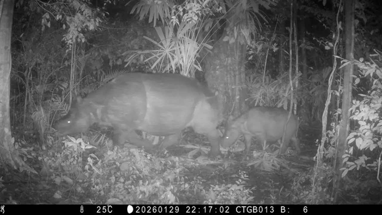 Anak Badak Jawa Baru Terekam Kamera Jebak di TN Ujung Kulon, Pengobat Kematian Badak Musofa