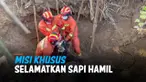 Seekor sapi terperosok dan terjebak di dalam sebuah sumur dalam. Perhatikan, begini cara petugas penyelamat mengeluarkan hewan tersebut sampai selamat.