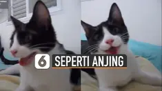 Sang kucing berlaku layaknya anjing, hingga disebut salah pergaulan.