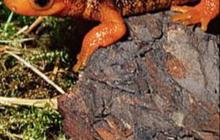 Jenis Buaya Baru dari Spesies Salamander Ditemukan, Ukuran Mungil hanya 6 cm!