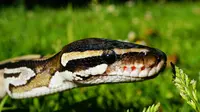Wacana ilmuwan sarankan manusia makan ular piton (Sumber: Ilustrasi Ular Piton Pexels/Pixabay)