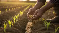 Cara Menanam Jagung Agar Buahnya Besar dari Benih hingga Panen