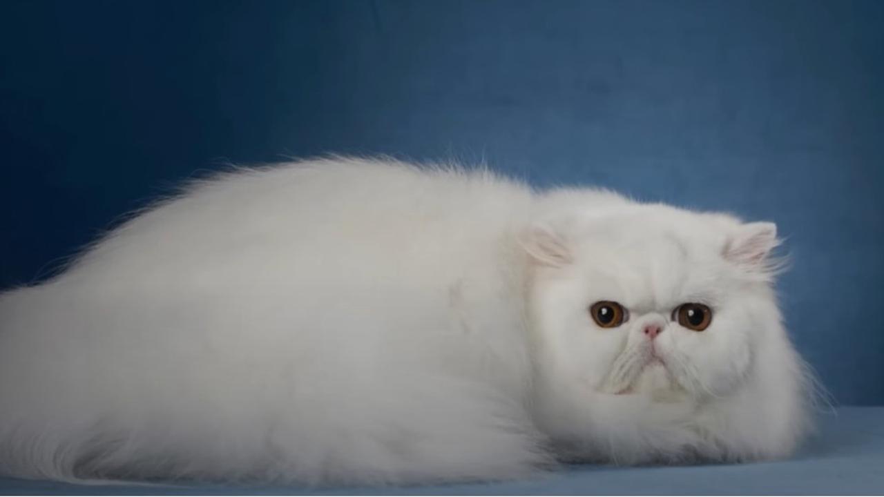 Persian cat