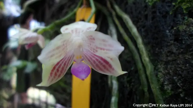 Anggrek Bulan Jawa