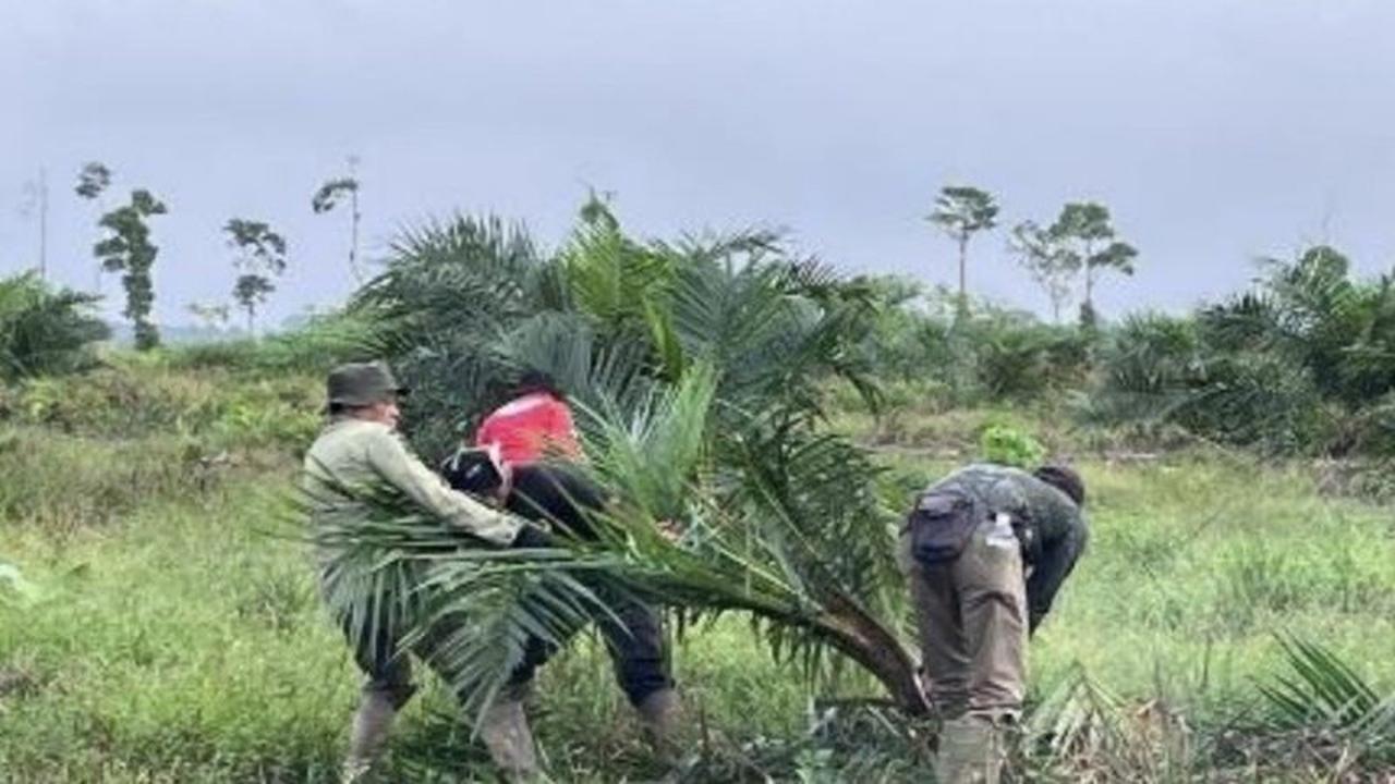 Taman Nasional Berbak Musnahkan 98,8 Hektare Sawit Ilegal, Selamatkan Ekosistem Gambut