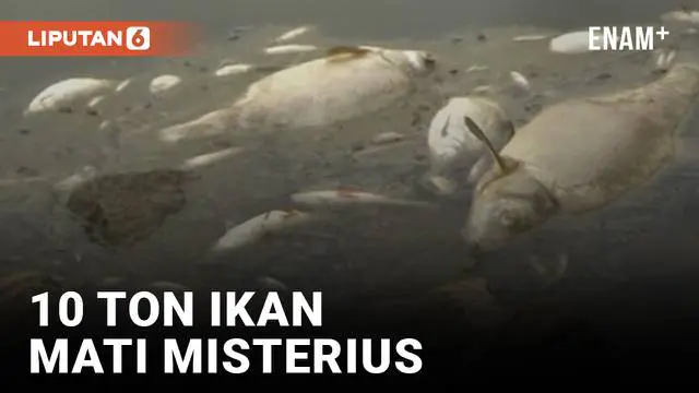 Sungai Oder di Jerman sedang jadi sorotan. Pasalnya, sekitar 10 ton ikan yang ada di sungai tersebut mati secara misterius.