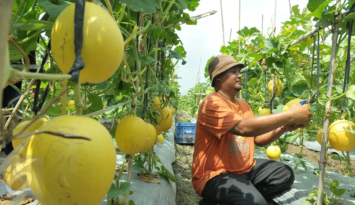 Petani binaan Ewindo memanen buah melon premium Stella F1 di Teluk Naga, Tangerang, Kamis (20/4). Dengan teknik budidaya tanaman hortikultura berkualitas tinggi, melon tersebut dapat mengakses pasar-pasar modern di Ibu Kota. (Liputan6.com/Helmi Afandi)
