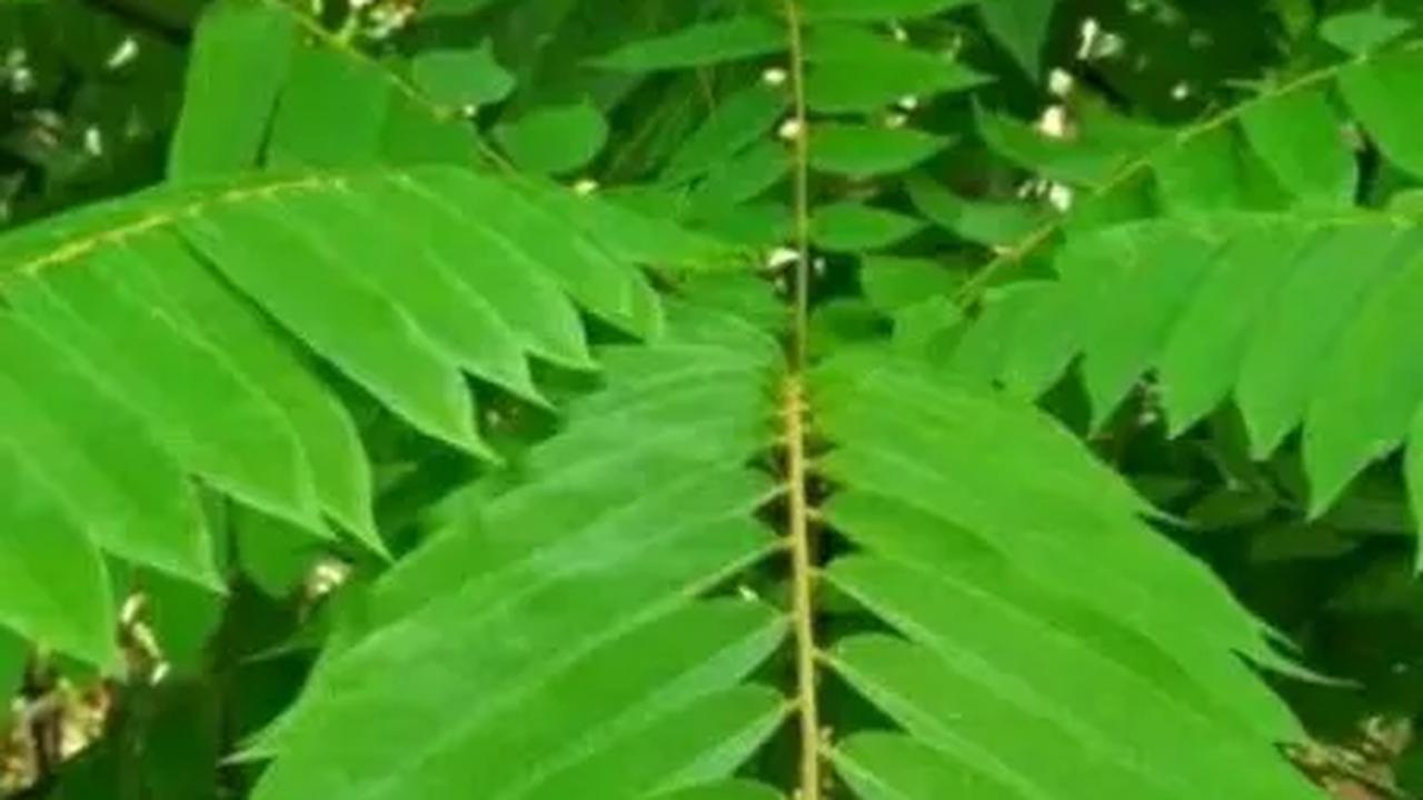 Belimbing wuluh atau Averrhoa bilimbi, tumbuhan yang tumbuh subur di Asia Tenggara, termasuk Indonesia, Malaysia, dan Filipina, memiliki kekhasan yang tak hanya terletak pada buahnya yang segar dan asam.