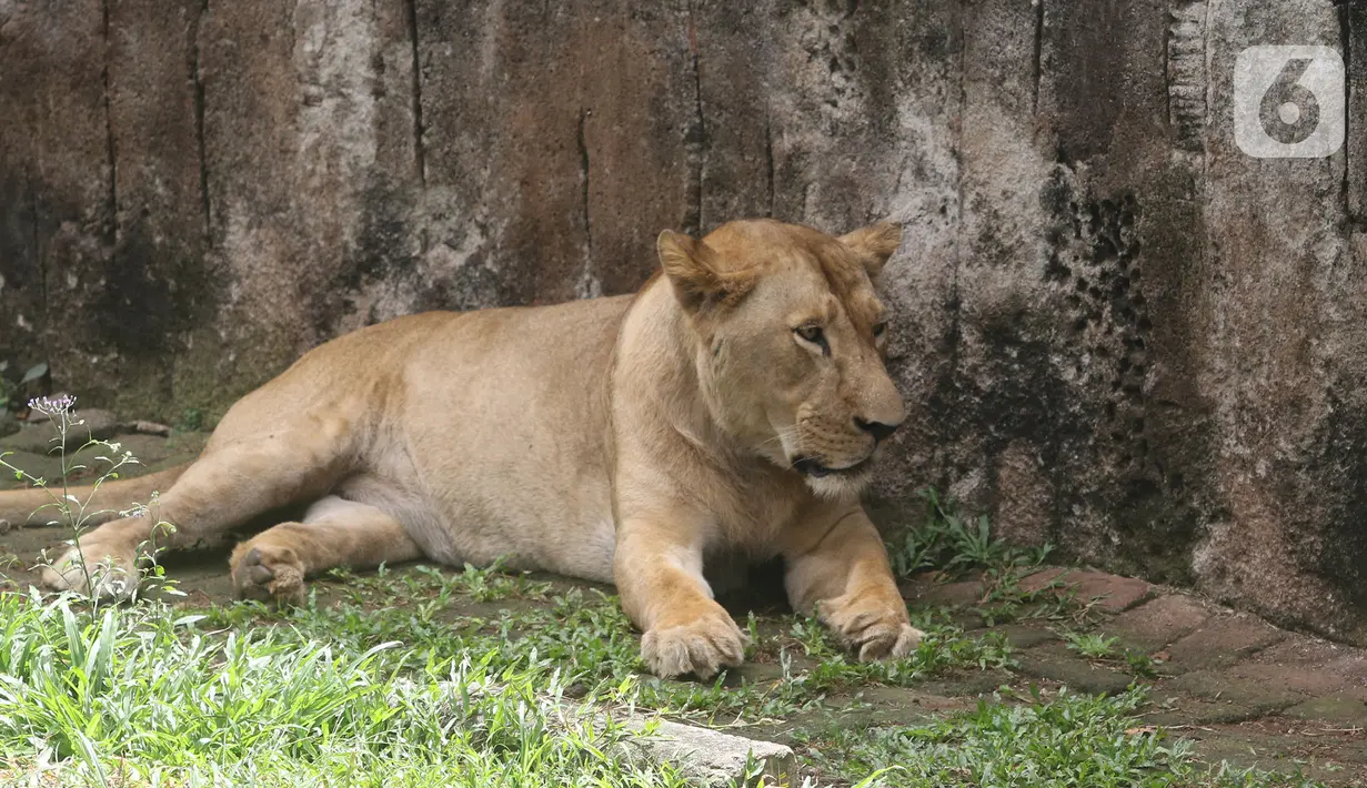 Seekor harimau terlihat di kandangnya di Taman Margasatwa Ragunan (TMR), Jakarta Selatan, Sabtu (26/12/2020). Meskipun pandemi covid-19 masih terjadi, sejumlah warga tetap mengunjungi Ragunan di libur panjang Natal 2020 ini. (Liputan6.com/Herman Zakharia)