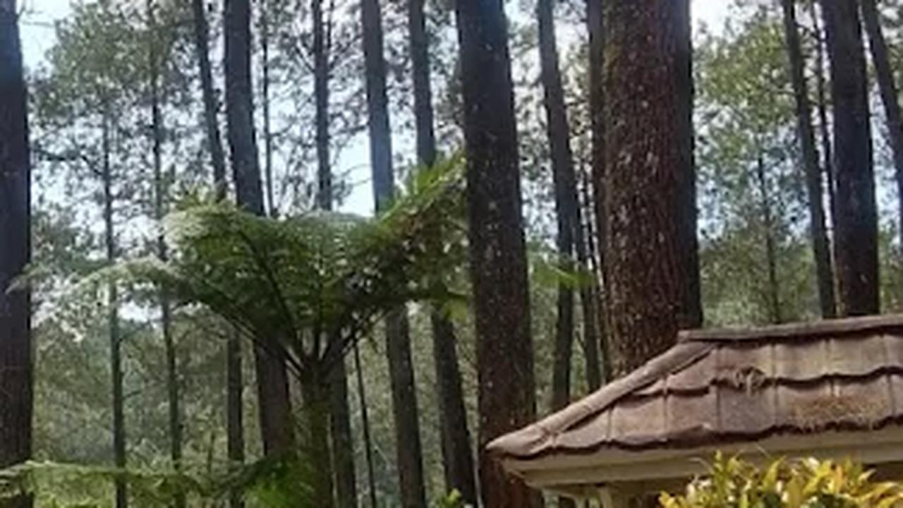 7. Hutan Pinus Cikole