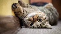 Ilustrasi kucing. (Foto: Shutterstock)