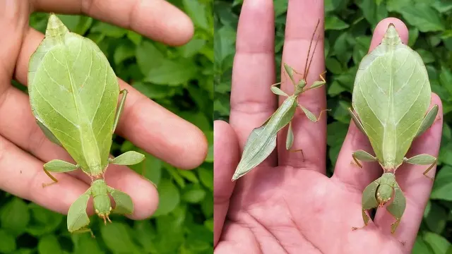 Serangga hasil temuan Garda Bagus  Phyllium gardabagusi. (Istimewa)