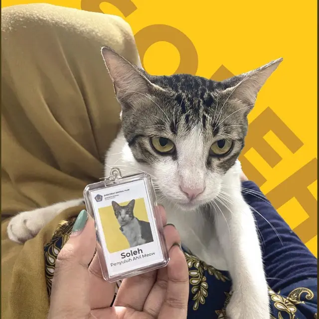 6 Potret Kucing Jadi 'Karyawan' Ini Menggemaskan, Ekspresinya Lucu Banget