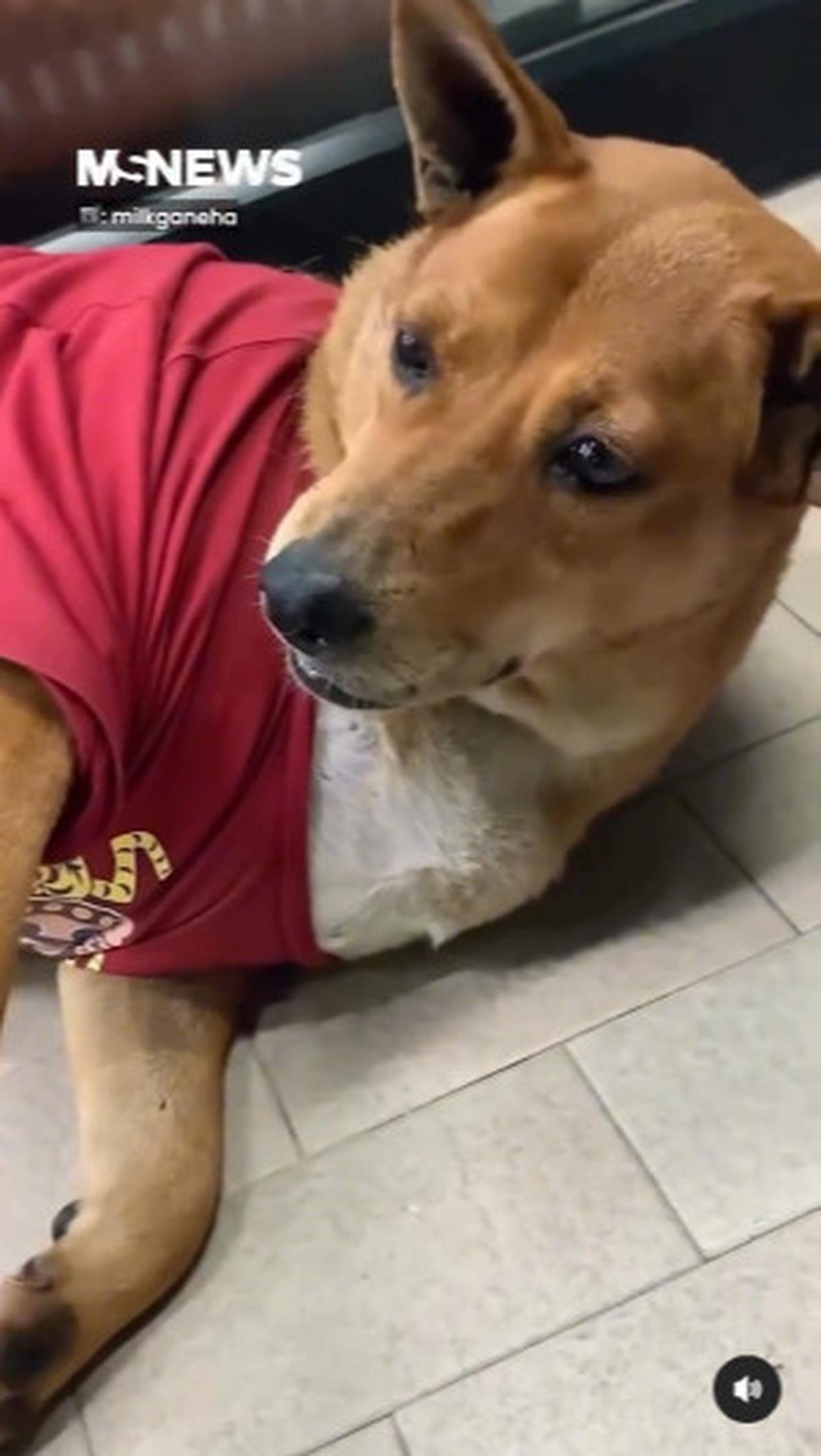 Anjing Moo Daeng Setia Tunggu Pemiliknya yang Telah Wafat di Depan Minimarket, Mirip Hachiko Jepang