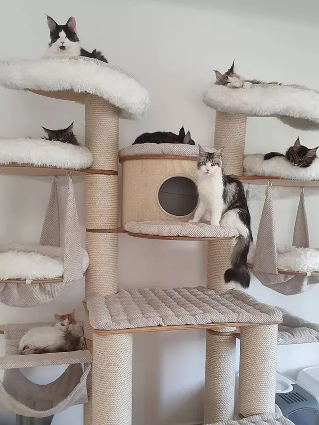Pohon Kucing Bertingkat