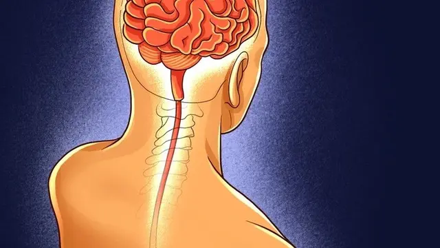 Antara Usus dan Otak, Temuan Terbaru dalam Ilmu Kesehatan Ini Tak Terduga