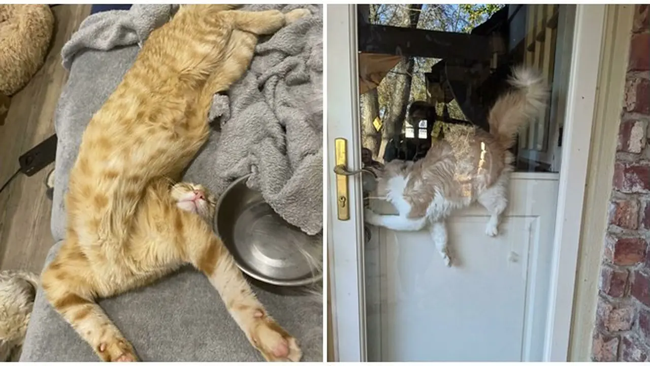Enggak Habis Pikir, 8 Potret Posisi Tidur Kucing Oren Ini Bikin Tepuk Jidat