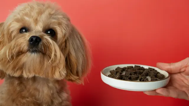 Dog Food