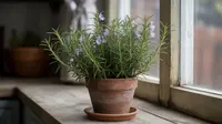 Cara Menanam Rosemary dalam Pot Kecil agar Subur, Wangi, dan Tahan Lama