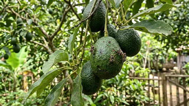 Hama yang Sering Menyerang Tanaman Alpukat