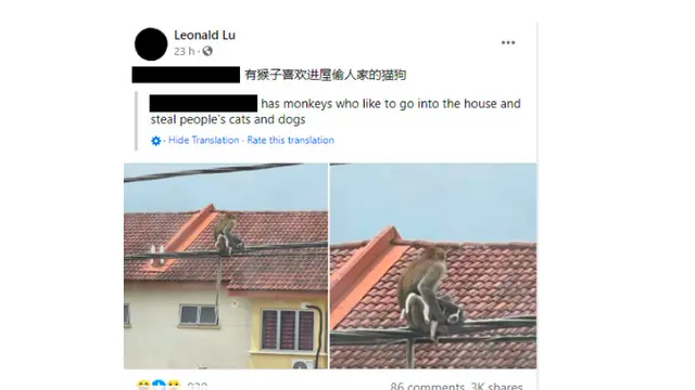 Viral Aksi Monyet Asyik Nongkrong di Kabel Listrik Usai Culik Anak Anjing